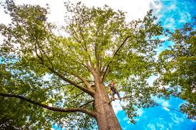 Best Seasonal Cleanup  in Deridder, LA